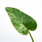 Philodendron GIGANTEUM VARIEGATED free phytosanitary