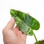 Philodendron GIGANTEUM VARIEGATED free phytosanitary
