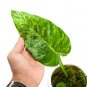 Philodendron GIGANTEUM VARIEGATED free phytosanitary