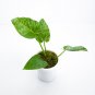 Philodendron GIGANTEUM VARIEGATED free phytosanitary