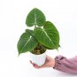 Philodendron GLORIOSUM free phytosanitary