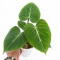 Philodendron GLORIOSUM free phytosanitary