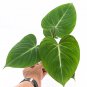 Philodendron GLORIOSUM free phytosanitary