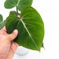 Philodendron GLORIOSUM free phytosanitary