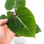 Philodendron GLORIOSUM free phytosanitary