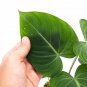 Philodendron GLORIOSUM free phytosanitary