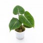 Philodendron GLORIOSUM free phytosanitary