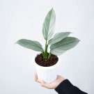 Philodendron HASTATUM SILVER SWORD free phytosanitary