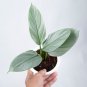 Philodendron HASTATUM SILVER SWORD free phytosanitary