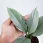 Philodendron HASTATUM SILVER SWORD free phytosanitary