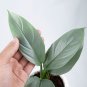 Philodendron HASTATUM SILVER SWORD free phytosanitary