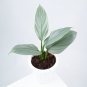 Philodendron HASTATUM SILVER SWORD free phytosanitary