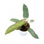 Philodendron ATABAPOENSE free phytosanitary