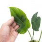 Philodendron LIME FIDDLE free phytosanitary