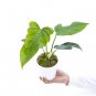 Philodendron LIME FIDDLE free phytosanitary