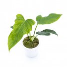 Philodendron LIME FIDDLE free phytosanitary