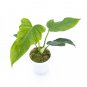 Philodendron LIME FIDDLE free phytosanitary