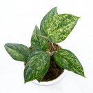 Philodendron SODIROI VARIEGATED free phytosanitary