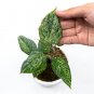 Philodendron SODIROI VARIEGATED free phytosanitary