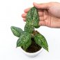 Philodendron SODIROI VARIEGATED free phytosanitary