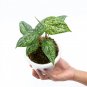 Philodendron SODIROI VARIEGATED free phytosanitary