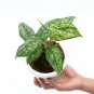 Philodendron SODIROI VARIEGATED free phytosanitary