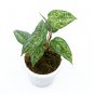 Philodendron SODIROI VARIEGATED free phytosanitary