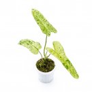 Philodendron PARAISO VERDE free phytosanitary