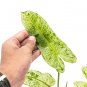 Philodendron PARAISO VERDE free phytosanitary