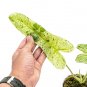 Philodendron PARAISO VERDE free phytosanitary
