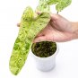 Philodendron PARAISO VERDE free phytosanitary