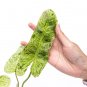 Philodendron PARAISO VERDE free phytosanitary