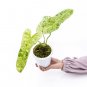 Philodendron PARAISO VERDE free phytosanitary