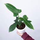 Philodendron BIPENNIFOLIUM free phytosanitary