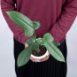 Philodendron BIPENNIFOLIUM free phytosanitary