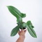 Philodendron BIPENNIFOLIUM free phytosanitary