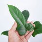 Philodendron BIPENNIFOLIUM free phytosanitary