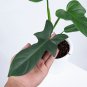 Philodendron BIPENNIFOLIUM free phytosanitary