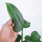 Philodendron BIPENNIFOLIUM free phytosanitary