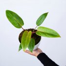 Philodendron PAINTED LADY free phytosanitary