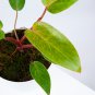 Philodendron PAINTED LADY free phytosanitary