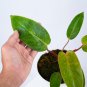 Philodendron PAINTED LADY free phytosanitary