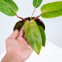 Philodendron PAINTED LADY free phytosanitary