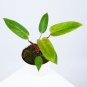 Philodendron PAINTED LADY free phytosanitary