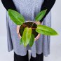 Philodendron PAINTED LADY free phytosanitary