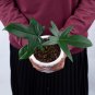Philodendron PEDATUM free phytosanitary