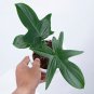 Philodendron PEDATUM free phytosanitary