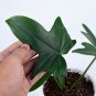 Philodendron PEDATUM free phytosanitary