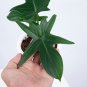 Philodendron PEDATUM free phytosanitary
