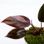 Philodendron PINK PRINCESS free phytosanitary